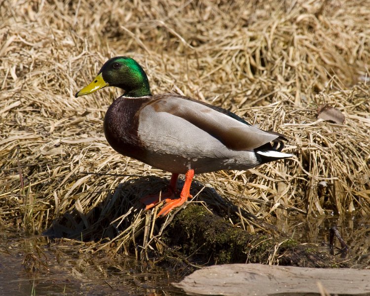 Mallard-0045