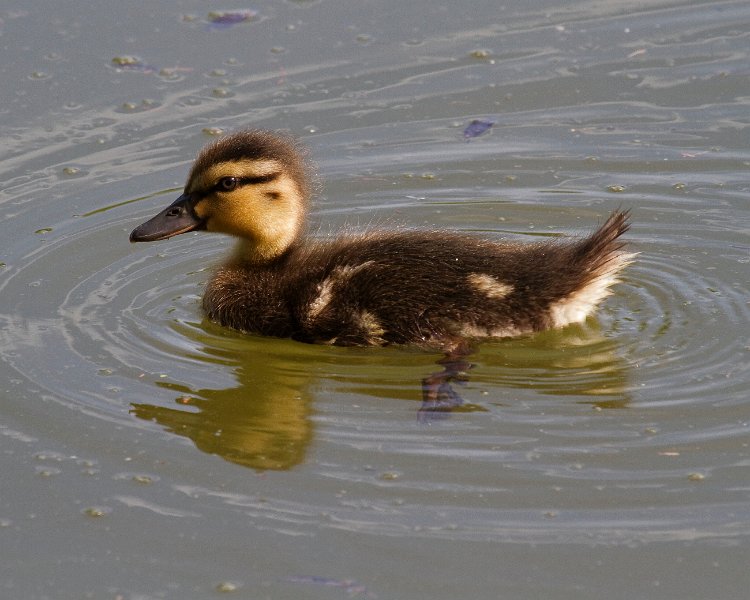 Mallard-0056