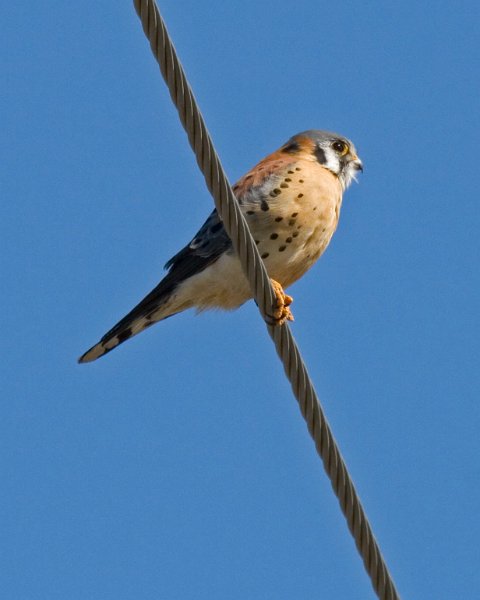 AmKestrel-0030