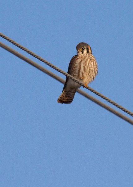 AmKestrel-0038
