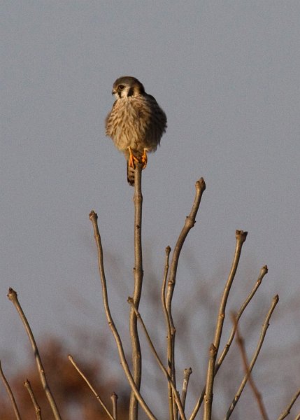 AmKestrel-0045
