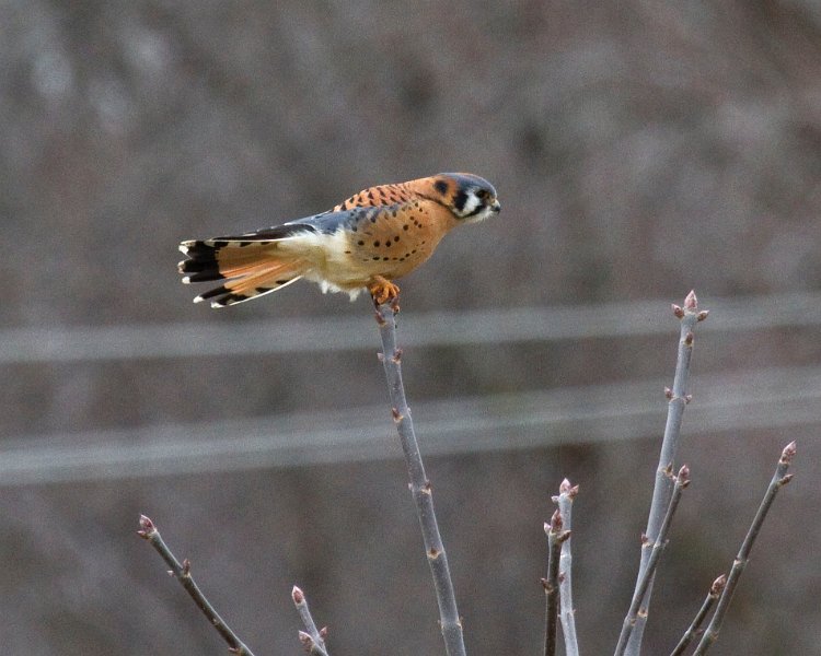 AmKestrel-0055