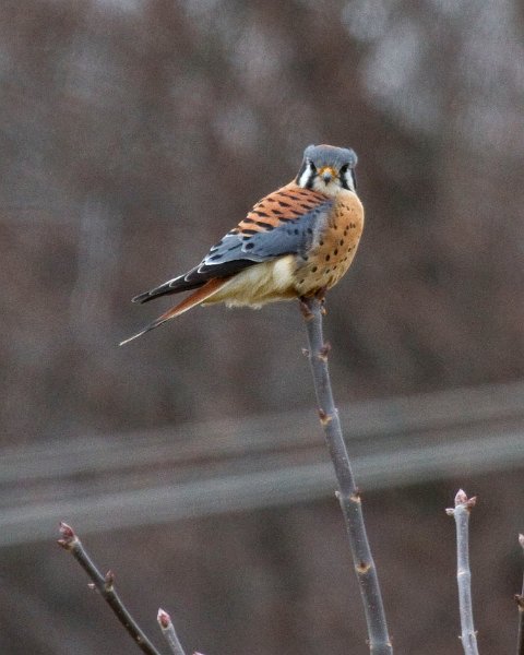 AmKestrel-0056