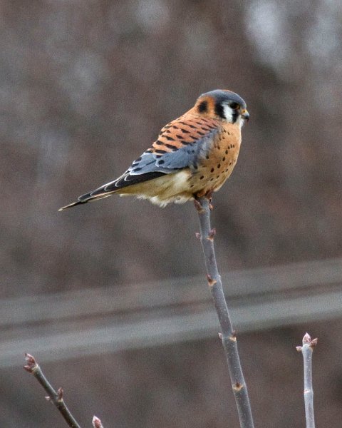 AmKestrel-0057