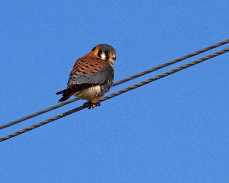 AmKestrel-0059