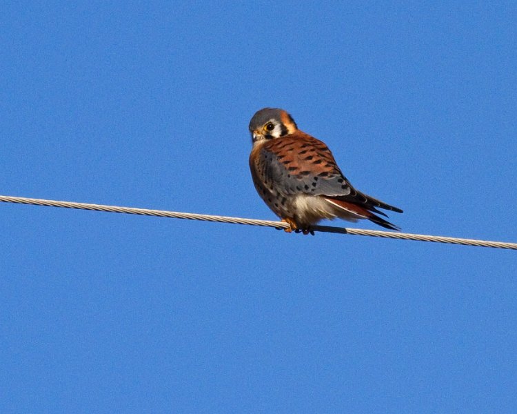AmKestrel-0063