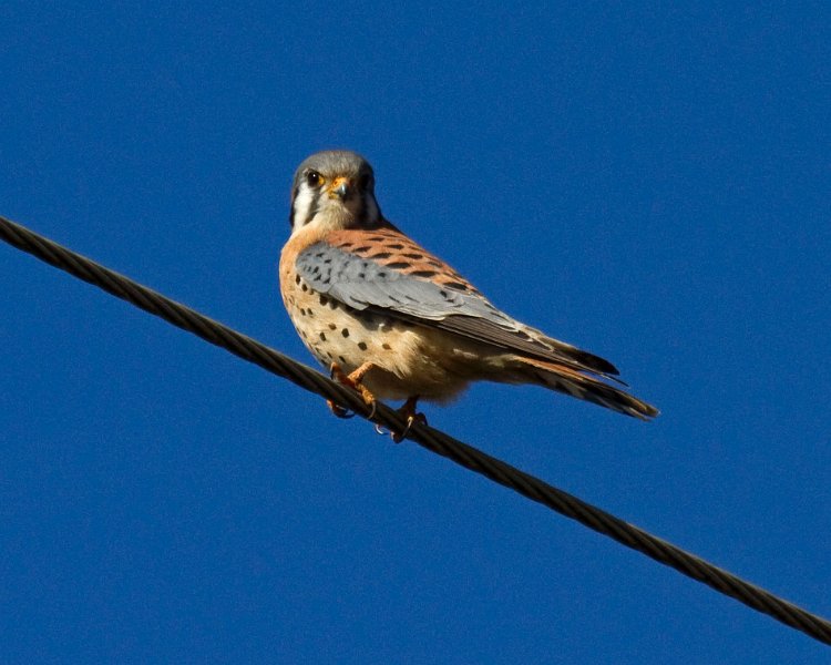 AmKestrel-0069