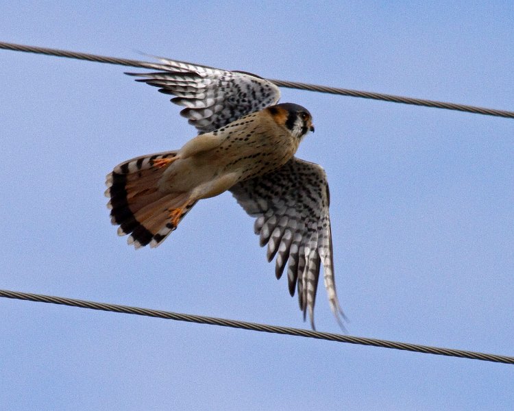 AmKestrel-0071