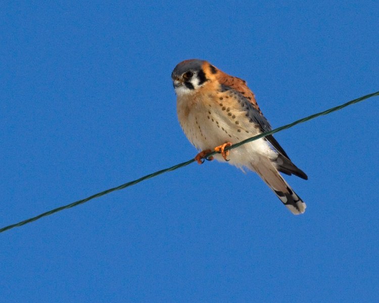 AmKestrel-0073