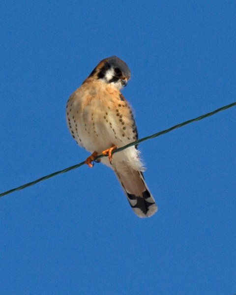 AmKestrel-0074