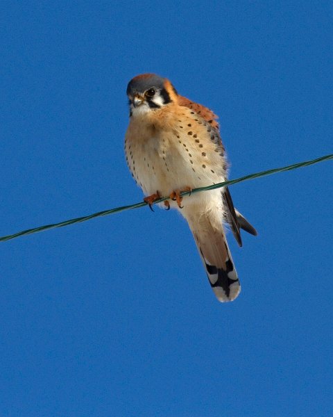 AmKestrel-0076