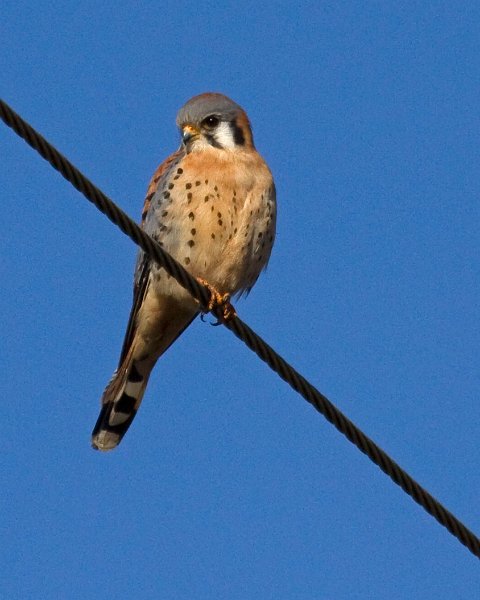 AmKestrel-0077