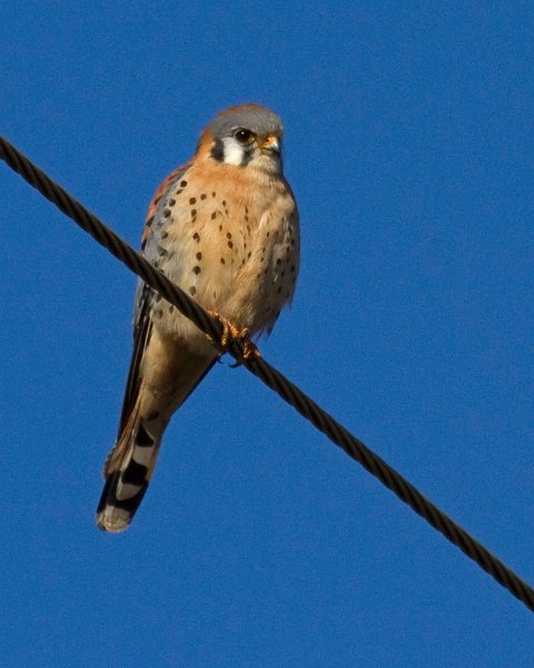 AmKestrel-0078
