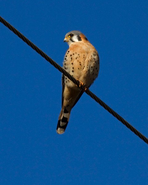 AmKestrel-0079