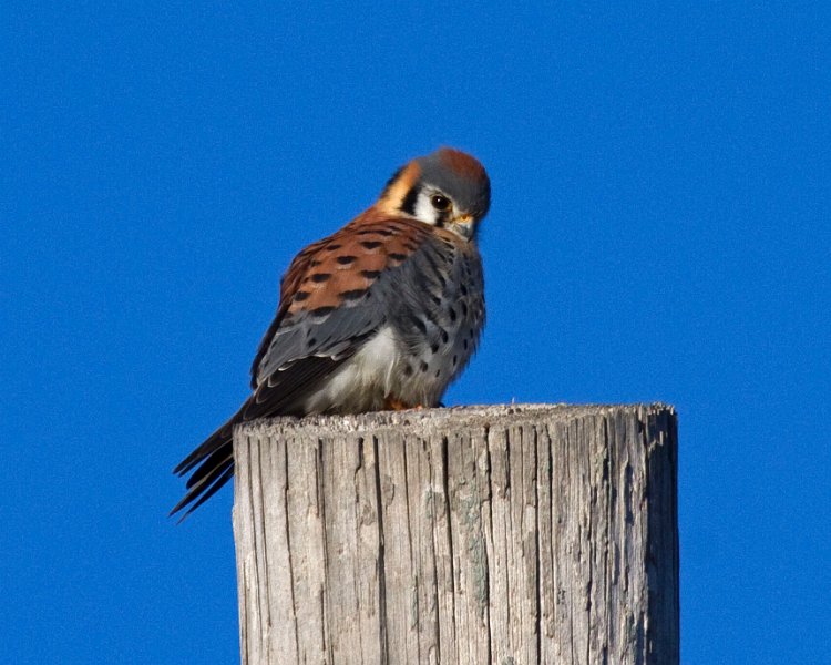 AmKestrel-0123