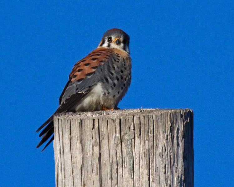 AmKestrel-0124