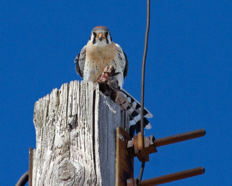 AmKestrel-0134