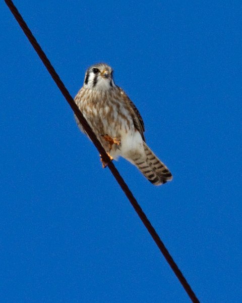 AmKestrel-0147