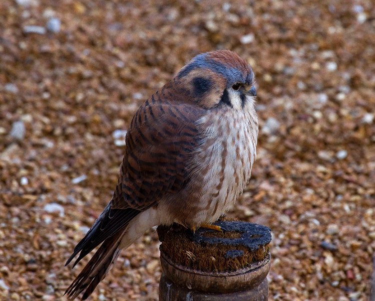 Kestrel-0002