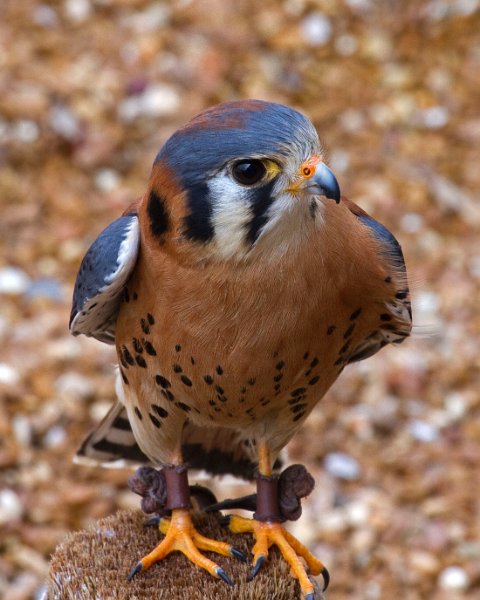Kestrel-0004