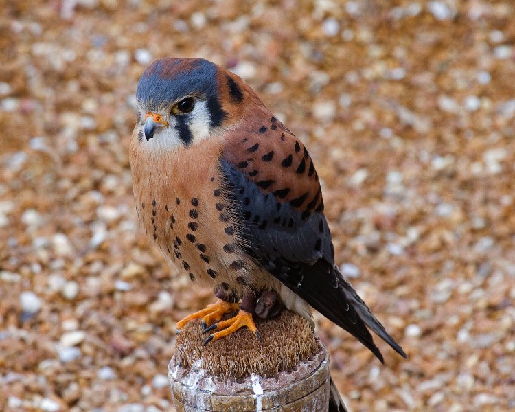 Kestrel-0005