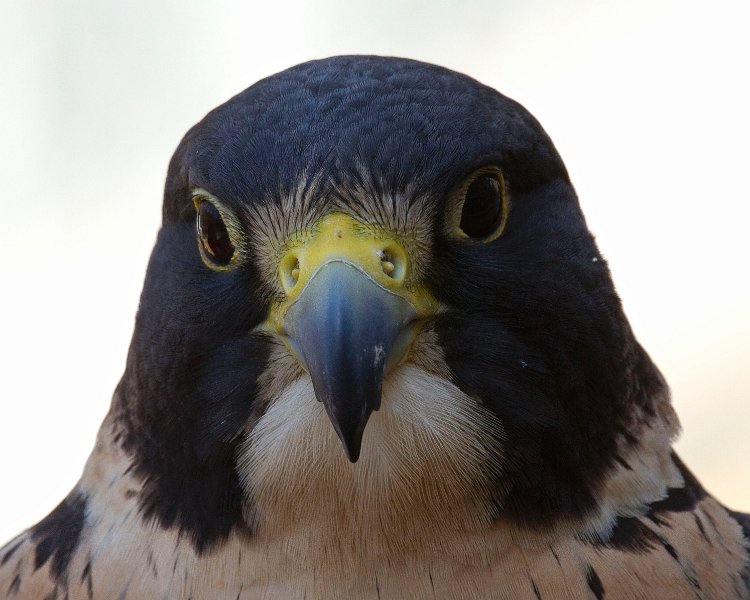 Peregrine-0004