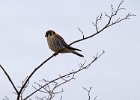 AmKestrel-0015.jpg