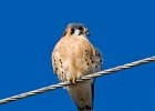 AmKestrel-0020.jpg