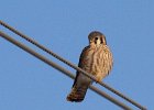 AmKestrel-0038.jpg