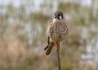 AmKestrel-0041.jpg