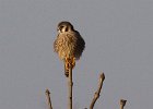 AmKestrel-0045.jpg