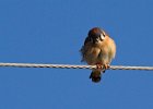 AmKestrel-0048.jpg