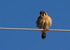 AmKestrel-0050.jpg