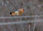 AmKestrel-0055.jpg