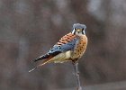 AmKestrel-0056.jpg