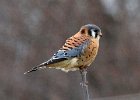 AmKestrel-0057.jpg