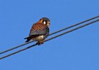 AmKestrel-0059.jpg