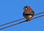 AmKestrel-0060.jpg