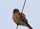 AmKestrel-0061.jpg