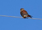 AmKestrel-0063.jpg
