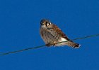 AmKestrel-0064.jpg