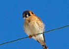 AmKestrel-0066.jpg