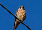 AmKestrel-0068.jpg