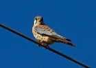 AmKestrel-0069.jpg