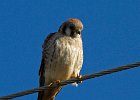 AmKestrel-0070.jpg