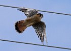 AmKestrel-0071.jpg