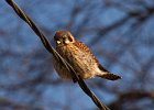 AmKestrel-0072.jpg
