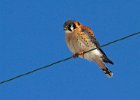 AmKestrel-0073.jpg