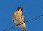 AmKestrel-0074.jpg