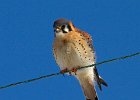 AmKestrel-0076.jpg